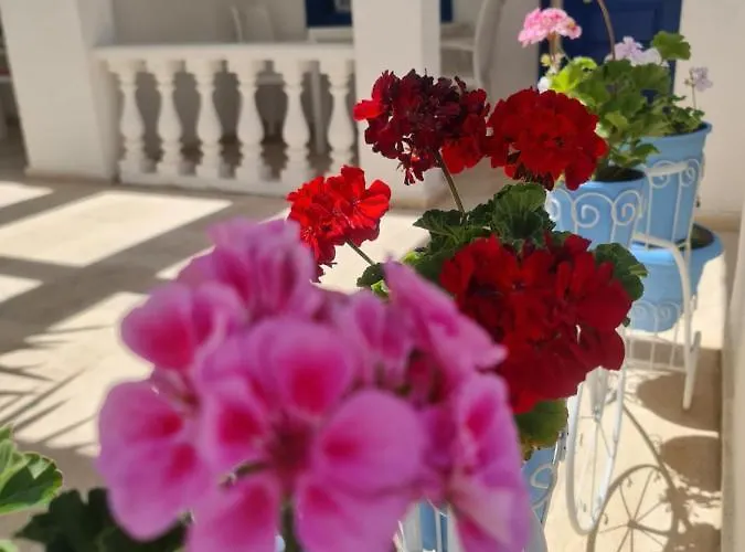 فندق مبيت وإفطار Dreams Bodrum Hotel 3*