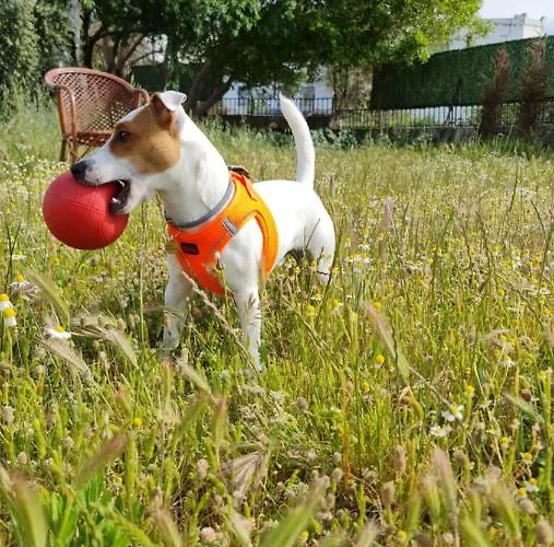 Dreams Bodrum Hotel Бодрум